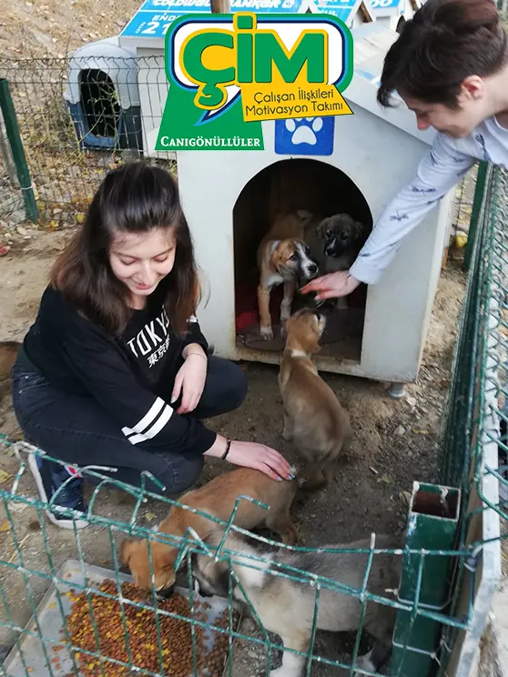 Cim Gonullu Art Board 2